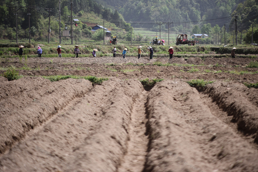 春耕 起垄 田 农民 种植