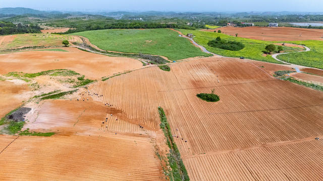 农业 特色产业 红薯 轮作 规模农业