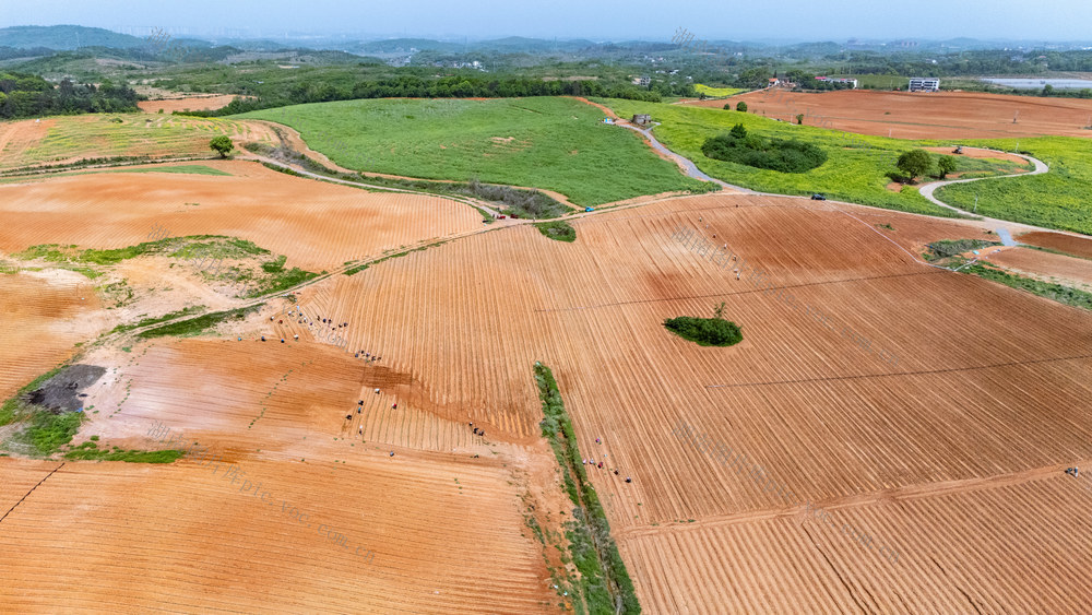 农业 特色产业 红薯 轮作 规模农业