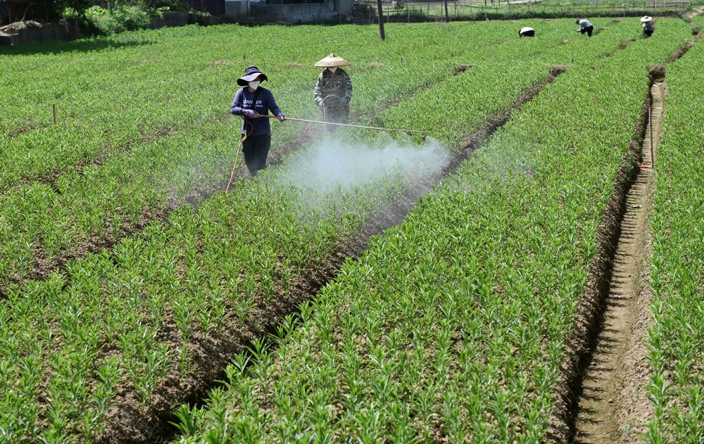 种植，百合，田间管理，除草，施肥，农业，农村，农事，农时，基地  药材