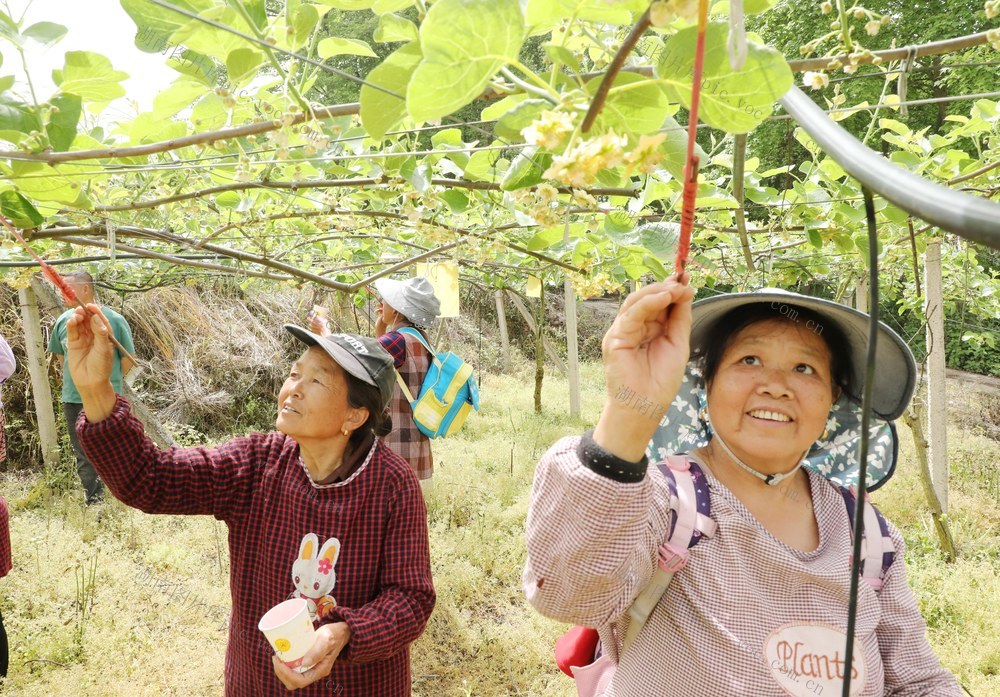 猕猴桃花开授粉忙
