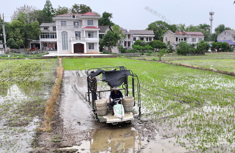 种口粮口大囗市口春耕口忙