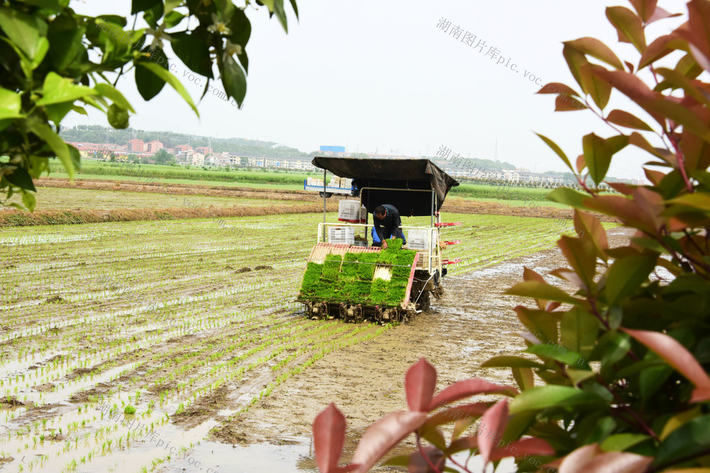 高标准农田  春耕  粮食生产  早稻移栽  插秧机

