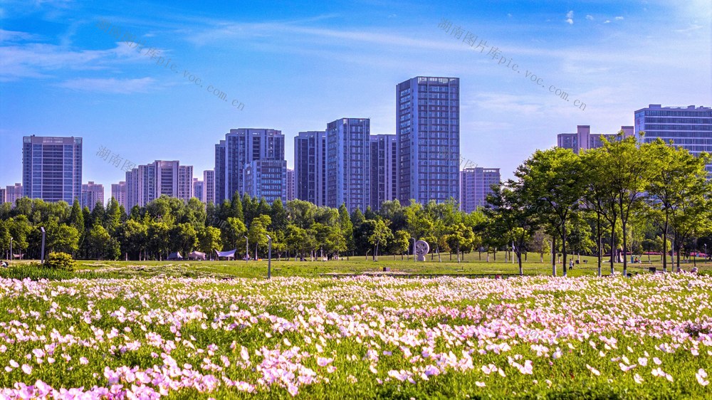 城市 风景  建筑 花海  暮春