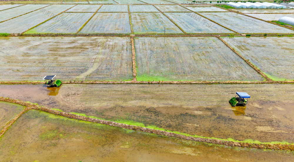 早稻  插秧 田间  农民  农机