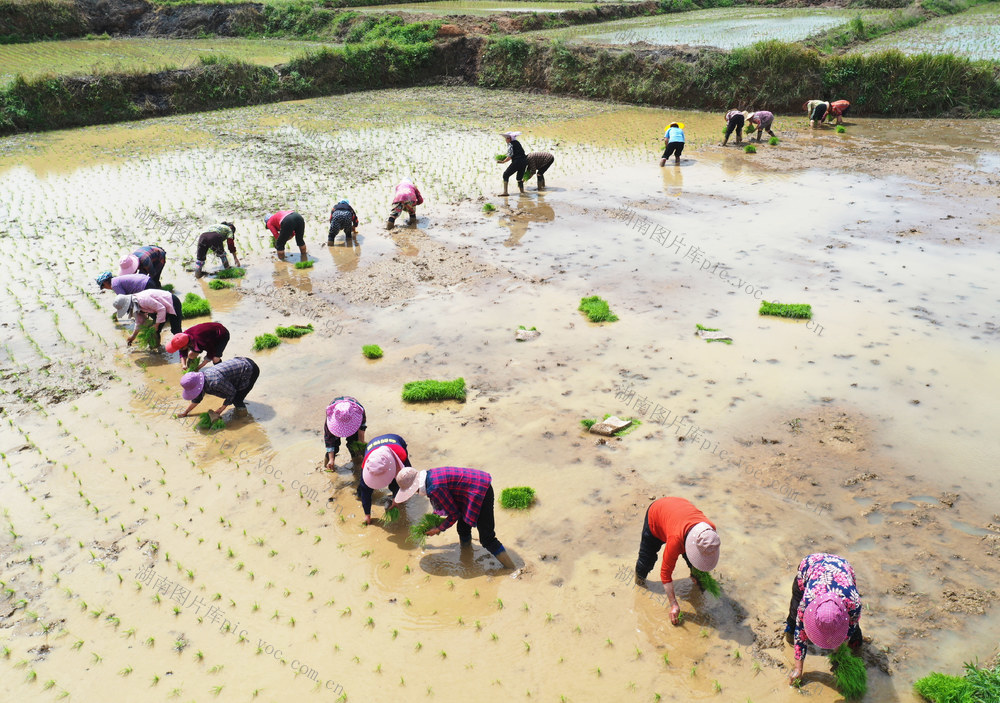 嘉禾：互帮互助插秧忙