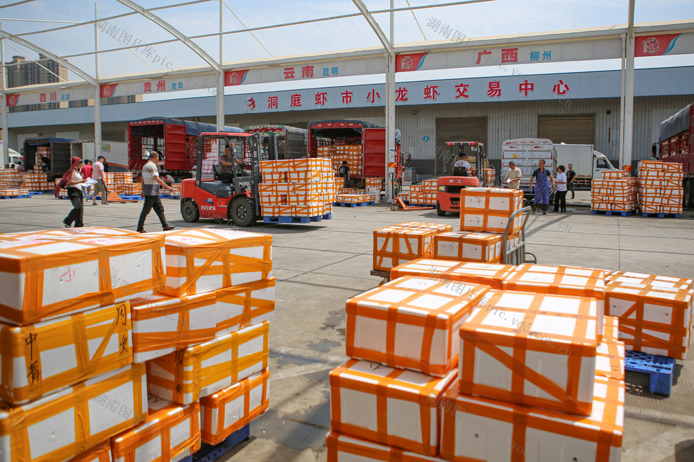 小龙虾   乡村振兴   经济   农业  稻虾   稻   农业  物流   交易    运输   