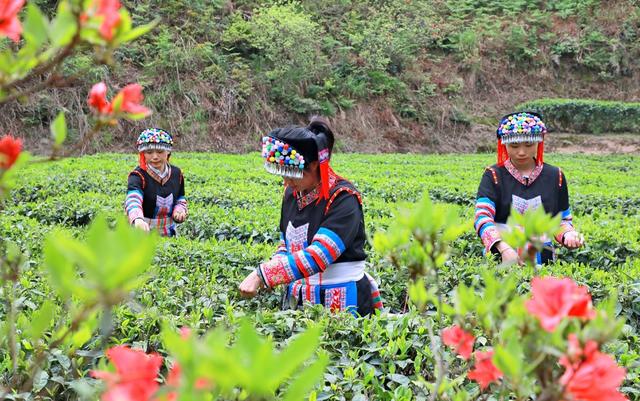 湖南  常宁  春茶  采摘