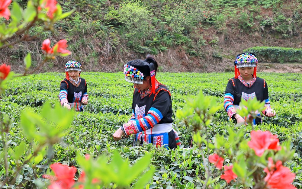 湖南  常宁  春茶  采摘