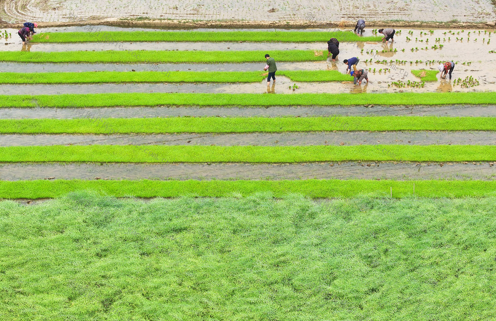 春日 农民 农忙 春耕 生产