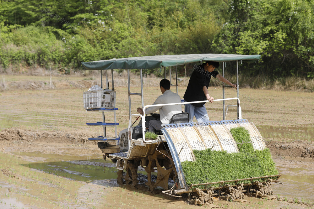 湖南新田：早稻机插忙