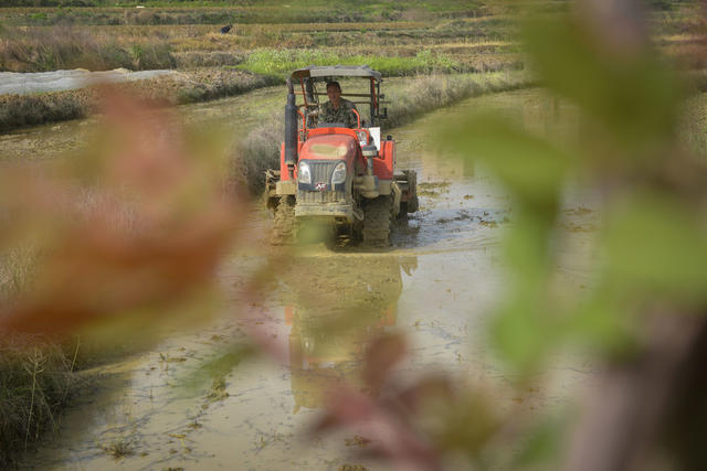 机械人工  抢插早稻