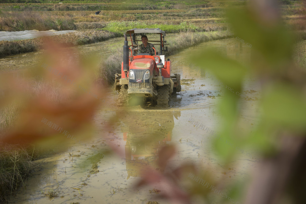 机械人工  抢插早稻