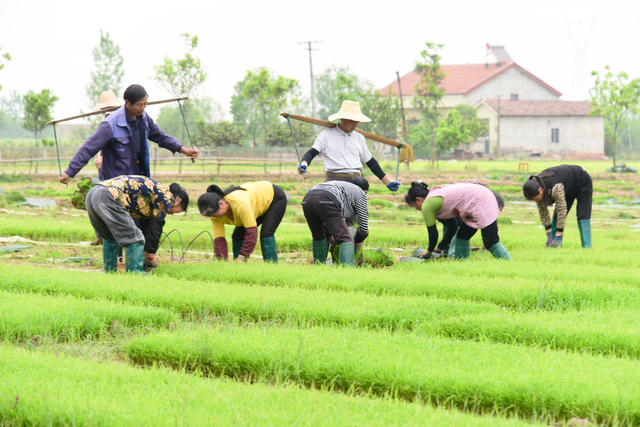 春耕  早稻生产  集中育秧  春插  插秧机