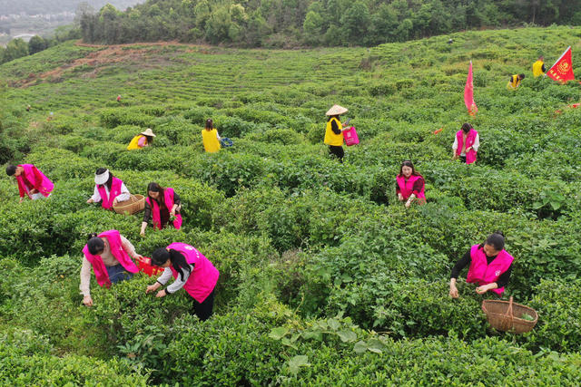 嘉禾：抢采雨前茶助增收