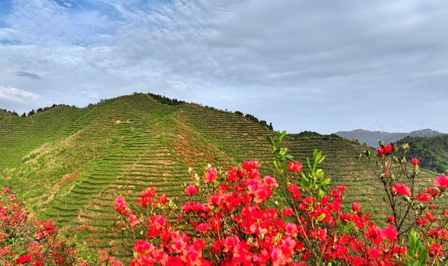 湖南  常宁  高山茶园  美景