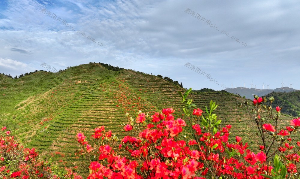 湖南  常宁  高山茶园  美景