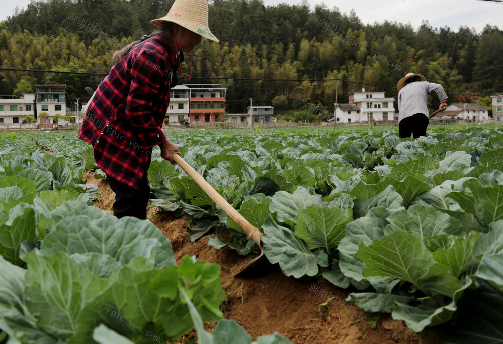 湖南桂东 春管 増收 湘山顶农业有限公司 蔬菜