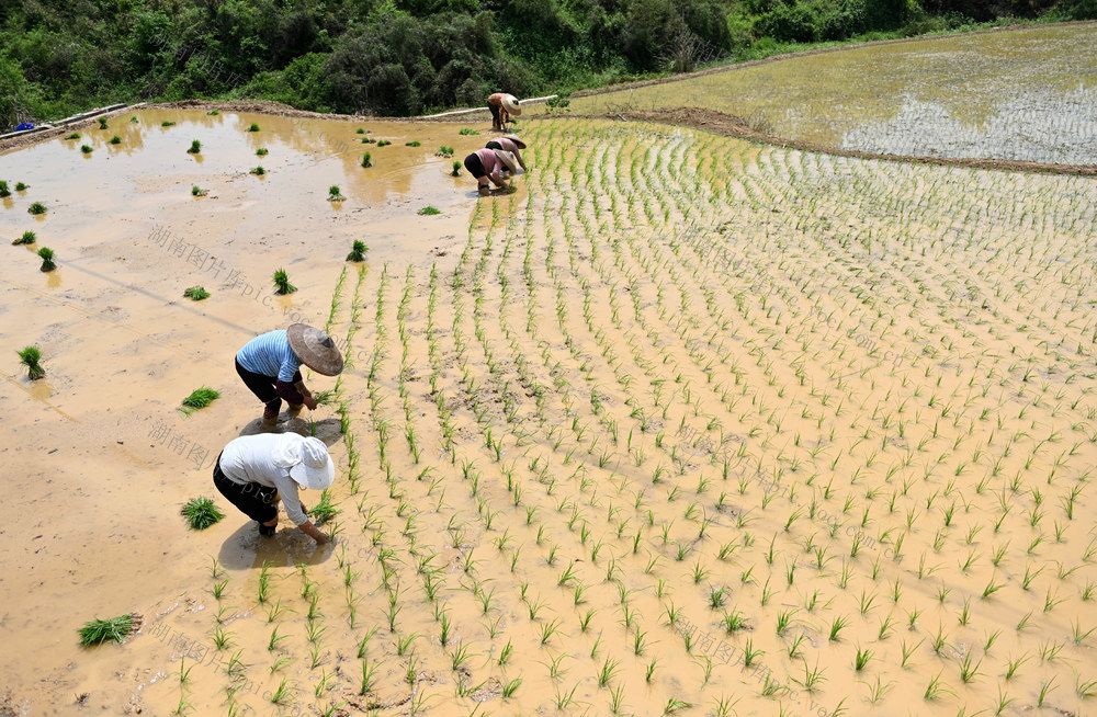 插秧，春耕，秧苗，水稻，早稻，移栽，农业，生产，谷雨，农事  节气 农时