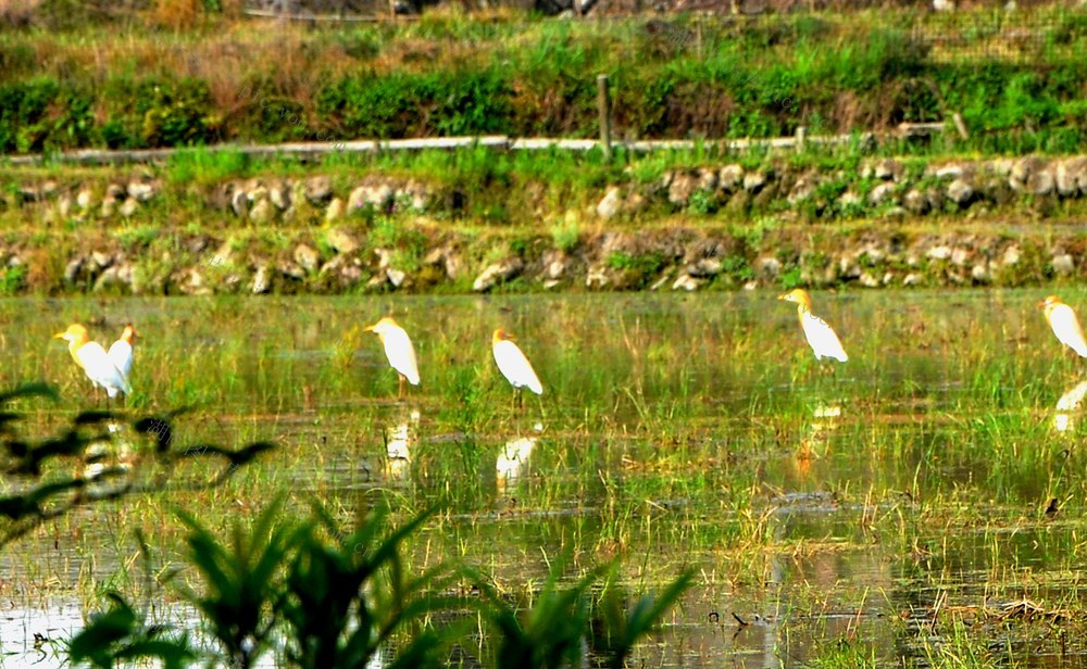 白鹭  觅食 生活