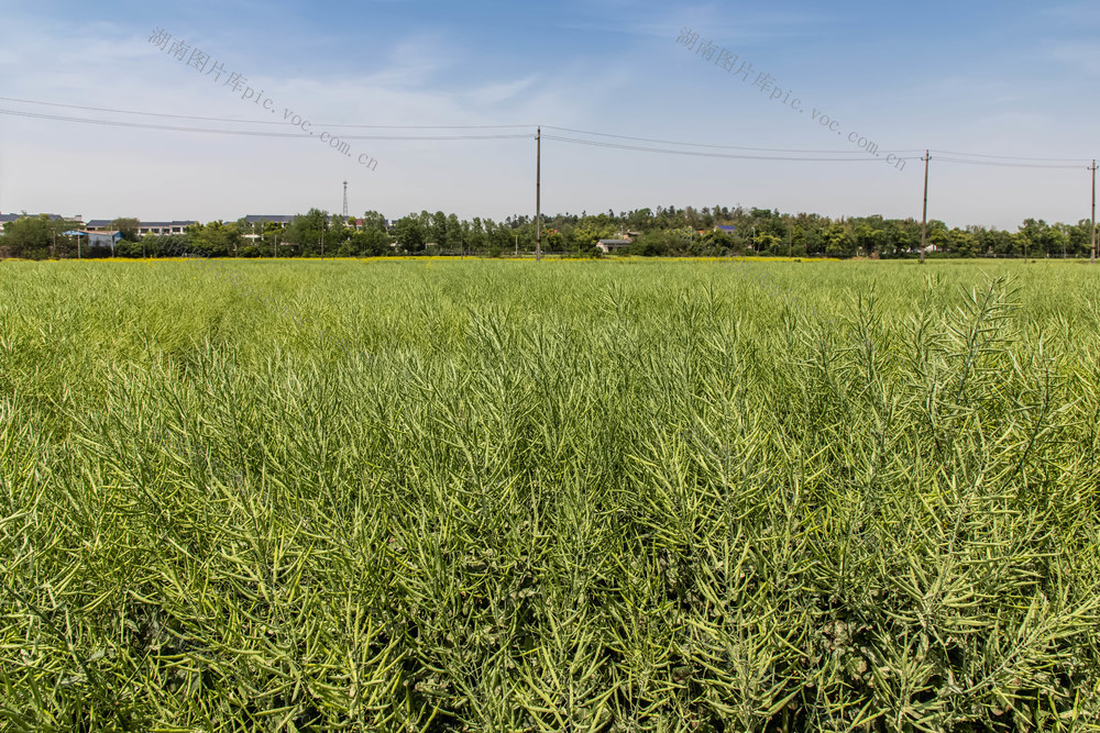 油+稻连作  乡村振兴
