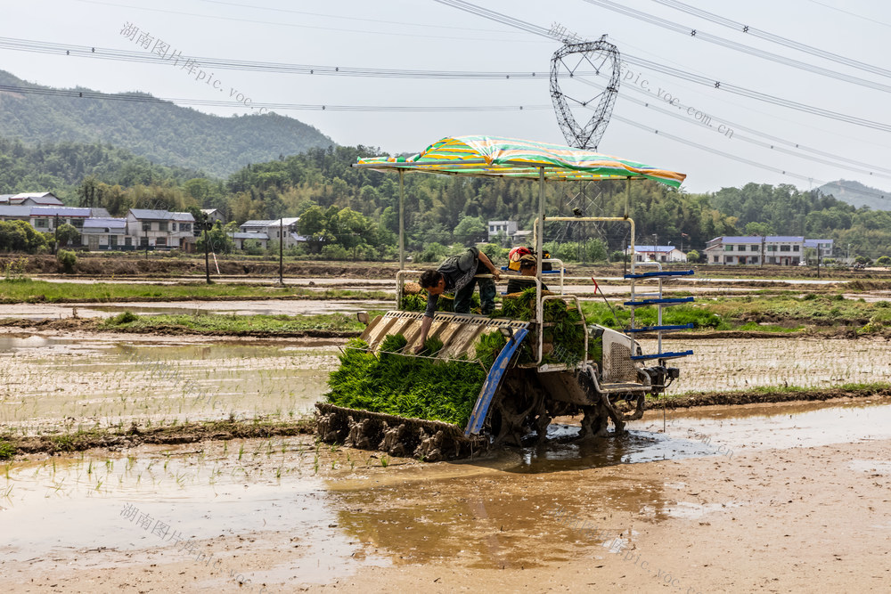 抢插  早稻  保丰收