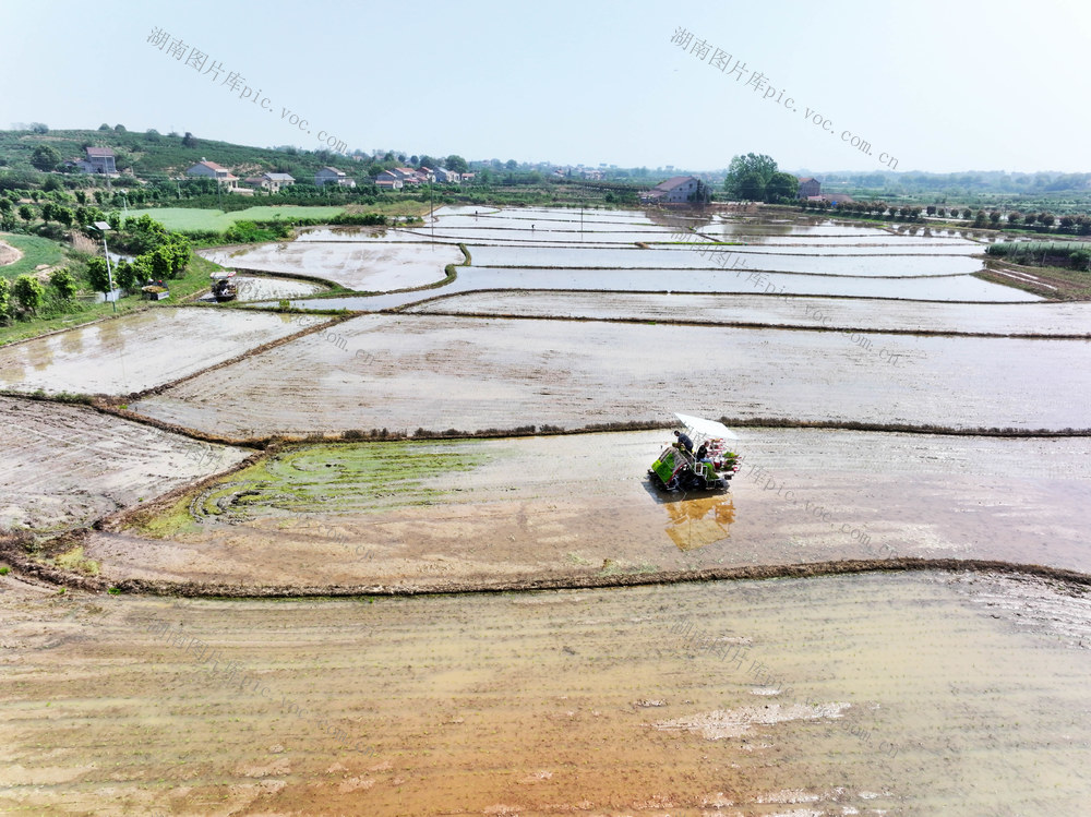 二十四节气  谷雨  早稻移栽