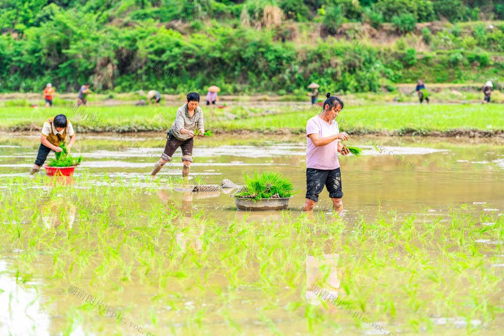 谷雨时节  农事  春耕  春插  春管