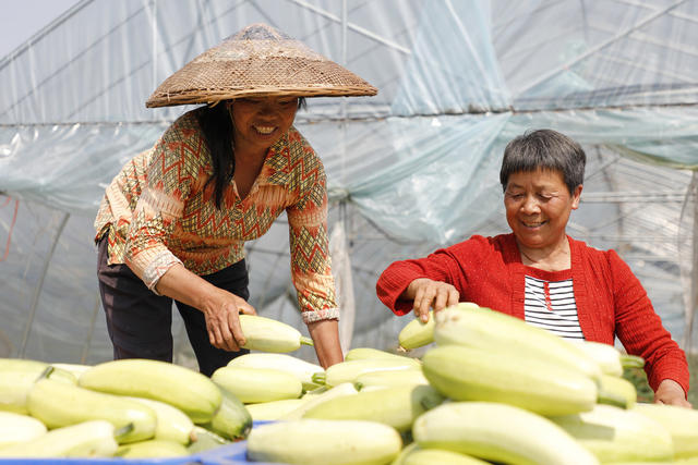 湖南新田：喜收三月瓜