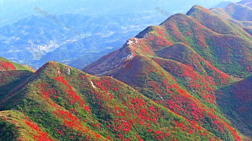 湖南  常宁  天堂山  杜鹃花