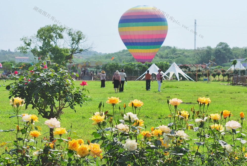 春光 踏青 赏花 玫瑰花