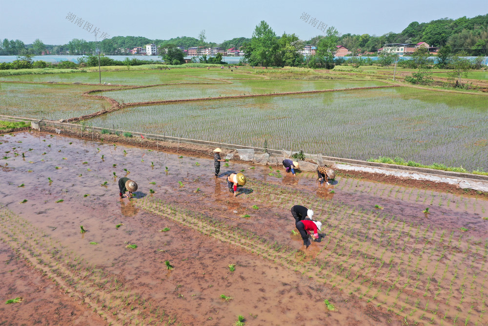 早稻  插秧  春耕  生产   起秧  田间