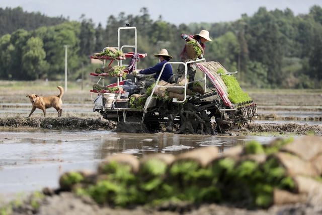 春耕时节 早稻插秧 农事忙 不负春光 粮食生产 