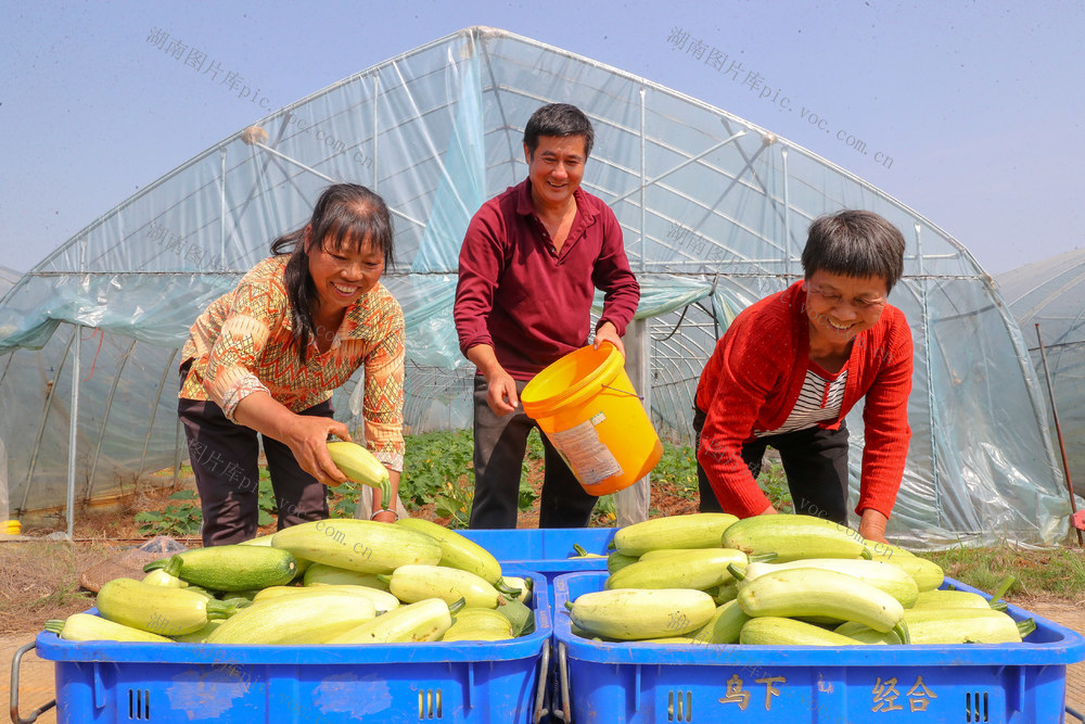 三月瓜  采摘  供应  市场