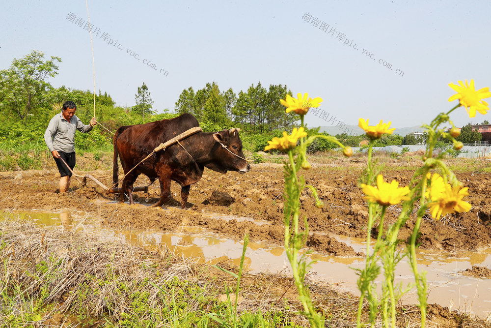 春耕  谷雨  农忙  农事