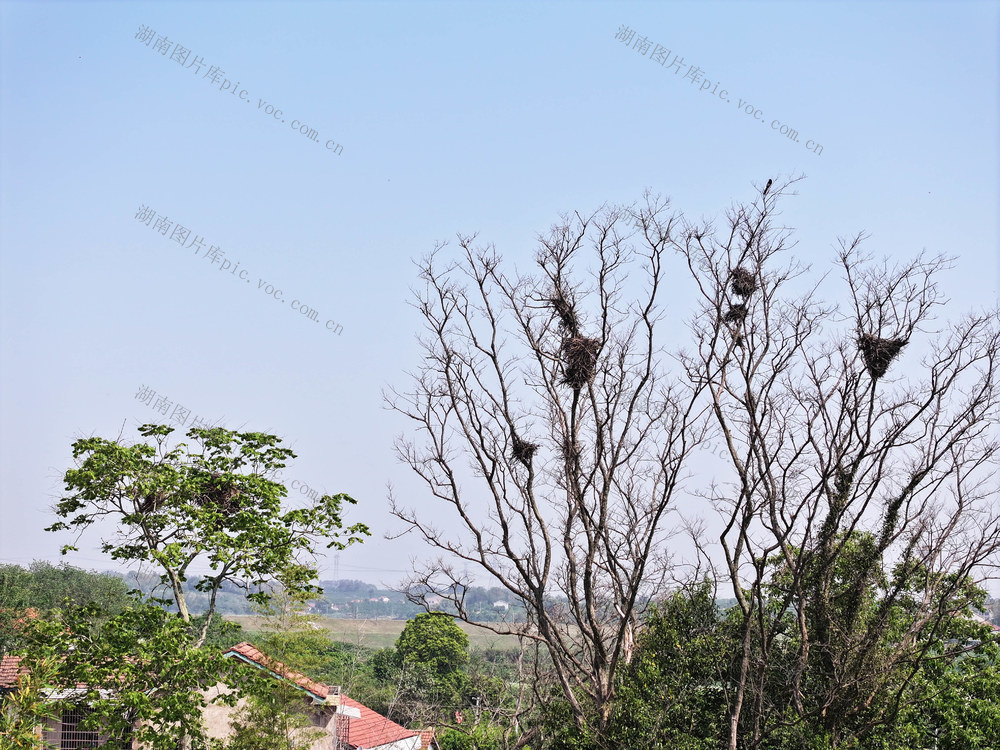生态环境  丘岗地区  鸟巢群落