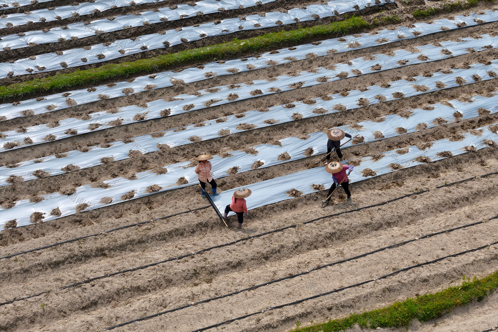 农业、产业、种植业、蔬菜、乡村