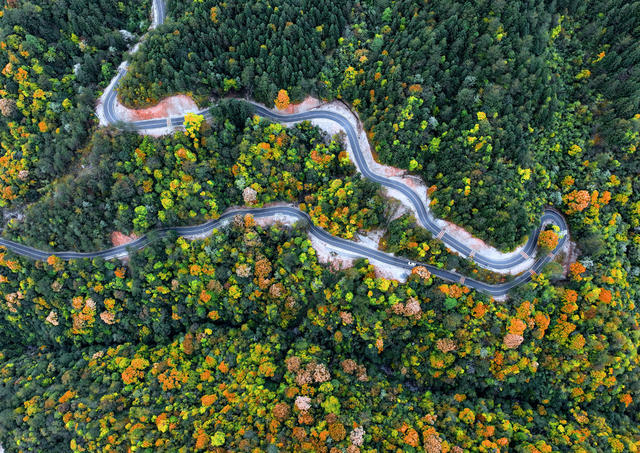 湖南桂东 生物多样 多彩 春景 画 森林 五颜六色