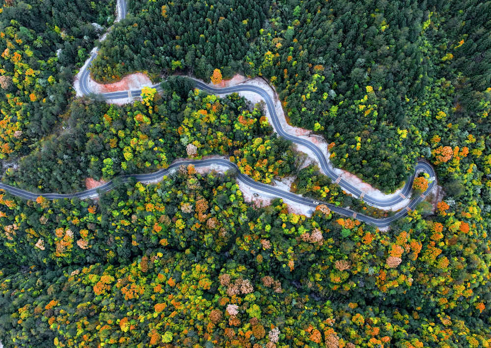湖南桂东 生物多样 多彩 春景 画 森林 五颜六色