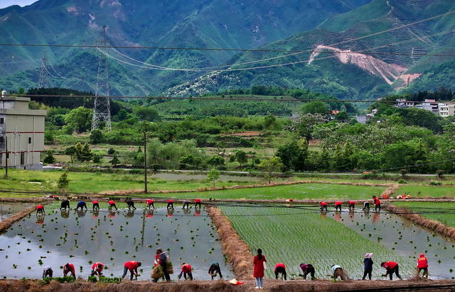 常宁 春耕  生产  插秧忙