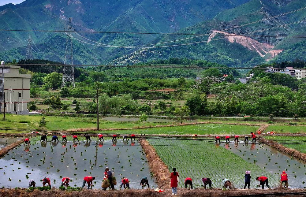 常宁 春耕  生产  插秧忙