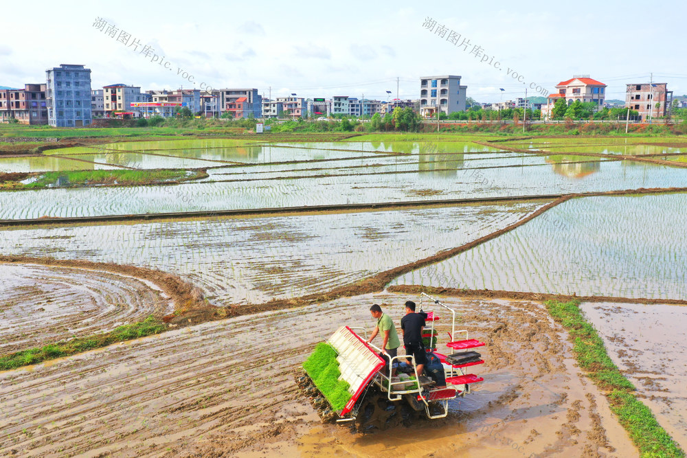 嘉禾：谷雨时节农事忙