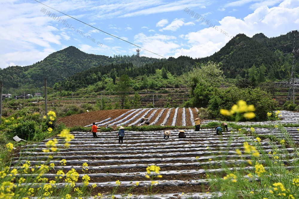 节气 谷雨 春耕生产 农事