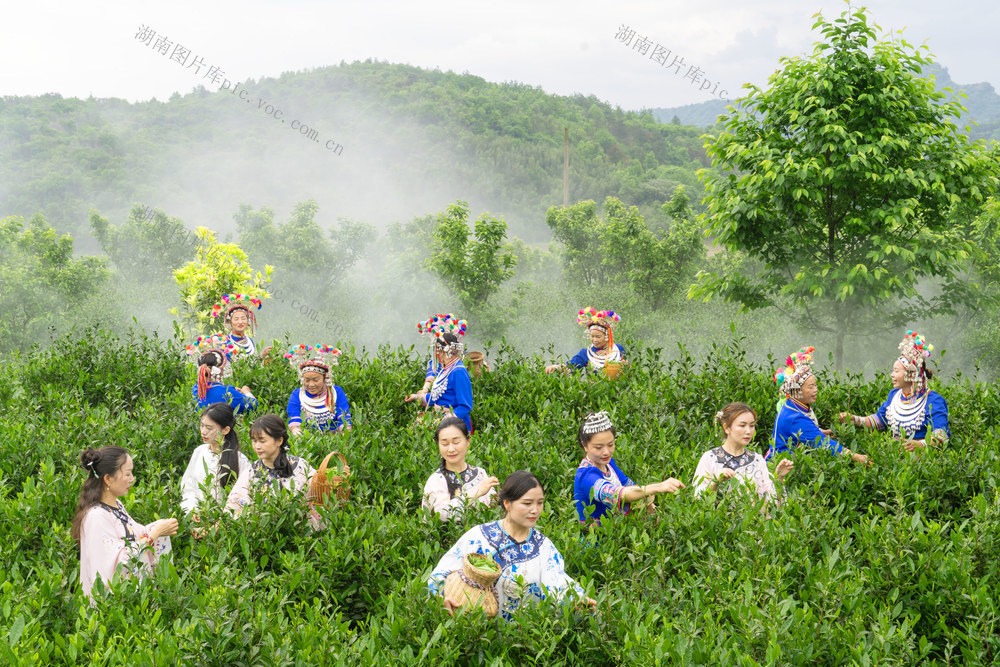 谷雨  采茶  种植   茶叶  少数民族  