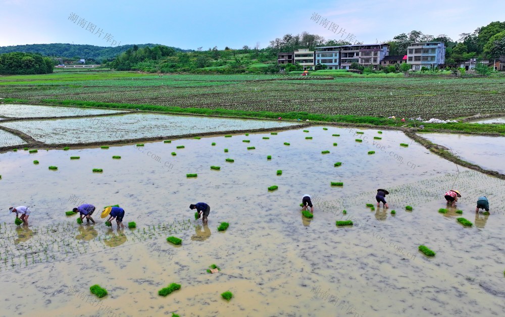 湖南  常宁  罗桥  插秧
