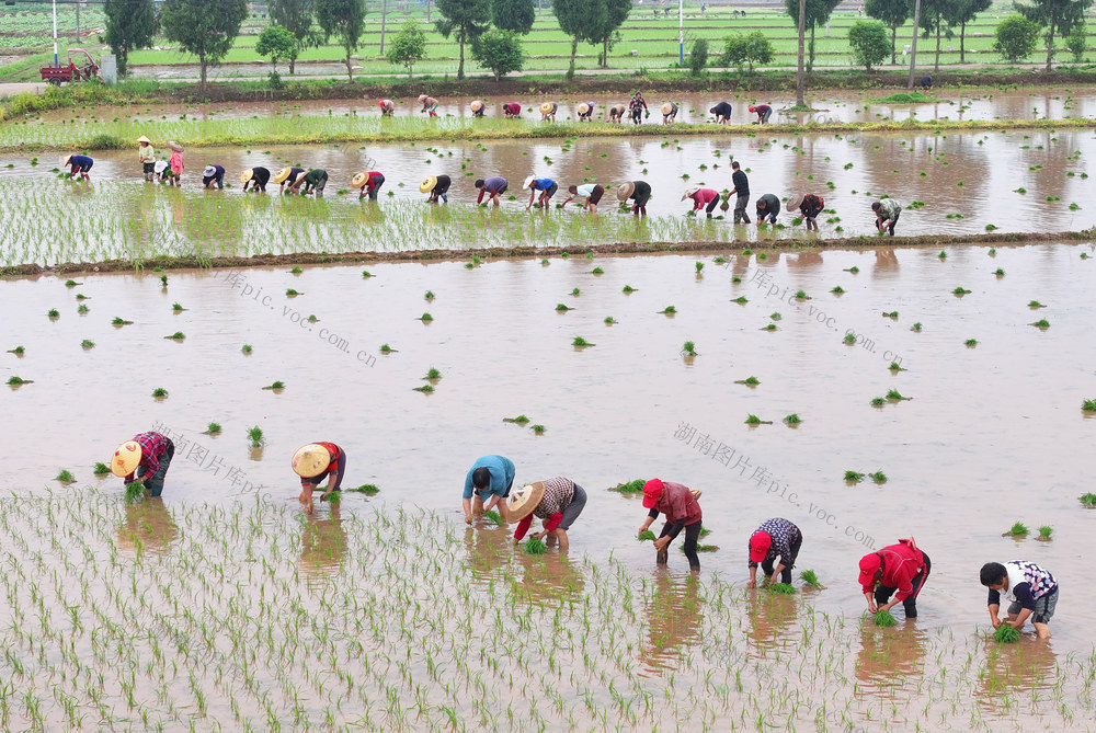 谷雨 节气 农事 早稻 插秧 