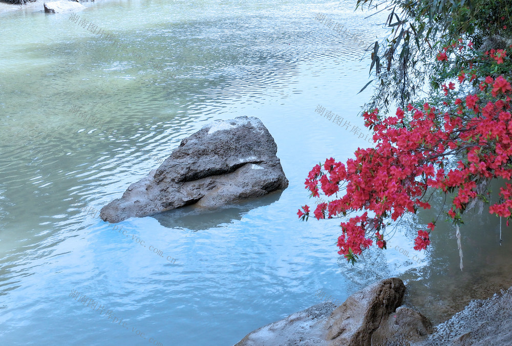 湖南桂东 沤江 岸畔 映山红 “河畅、岸绿、景美”