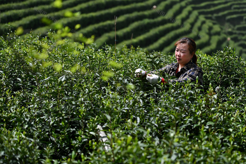 谷雨，节气，采茶，谷雨茶，茶园，茶农，市场，农时，采摘，生态