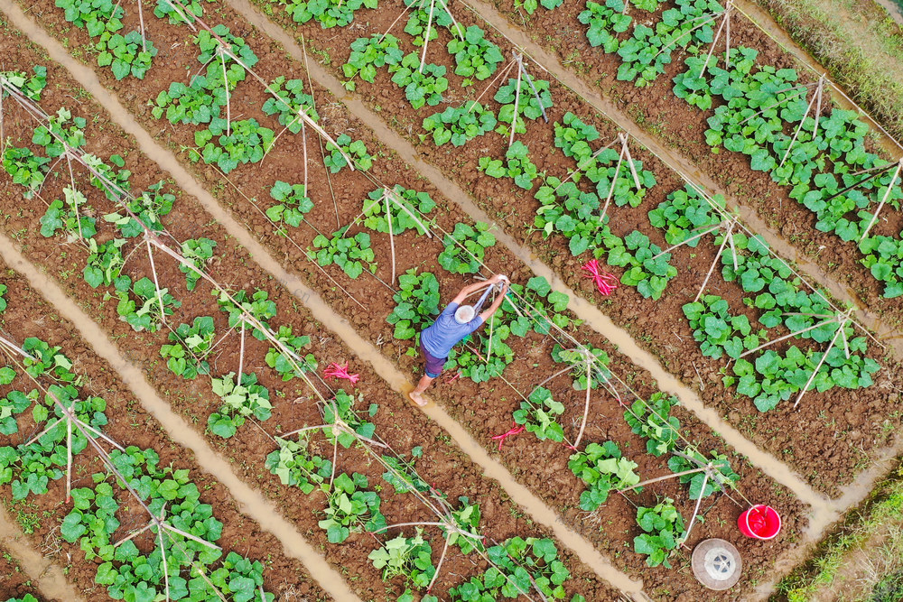 湖南新田：谷雨至 农事忙