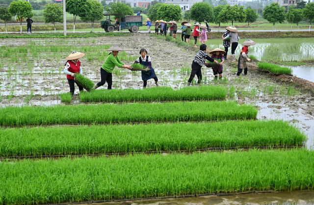 谷雨，节气，田间地头，农机，农事，春耕，春管，劳作，农时，犁田，机插秧